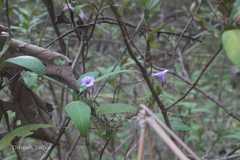 Strobilanthes integrifolia